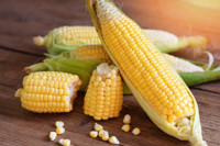 Zea mays, Corn, Sweet Corn, Sweetcorn, Popcorn, Baby Corn, Indian Corn, Field Corn, Dent Corn, Flint Corn, Guinea Wheat, Indian Corn, Maize, Mealies, Ornamental Maize, Turkey Wheat